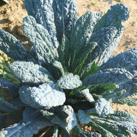 CAVOLO A FOGLIA LACINIATO NERO DI TOSCANA