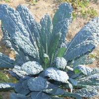 CAVOLO A FOGLIA LACINIATO NERO DI TOSCANA