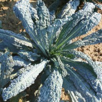 CAVOLO A FOGLIA LACINIATO NERO DI TOSCANA