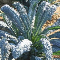 CAVOLO A FOGLIA LACINIATO NERO DI TOSCANA