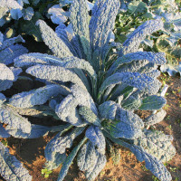 CAVOLO A FOGLIA LACINIATO NERO DI TOSCANA