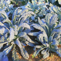 CAVOLO A FOGLIA LACINIATO NERO DI TOSCANA