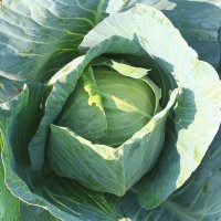 CAVOLO CAPPUCCIO GIGANTE TARDIVO F1