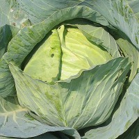 CAVOLO CAPPUCCIO GIGANTE TARDIVO F1