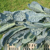 CAVOLO A FOGLIA LACINIATO NERO DI TOSCANA