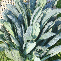 CAVOLO A FOGLIA LACINIATO NERO DI TOSCANA