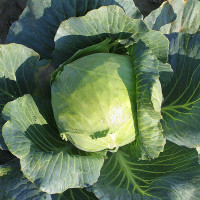 CAVOLO CAPPUCCIO GIGANTE TARDIVO F1