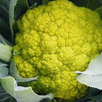 CAVOLFIORE VERDE DI MACERATA