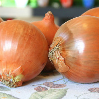 CIPOLLA DORATA DI PARMA