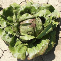 CICORIA VARIEGATA DI CHIOGGIA