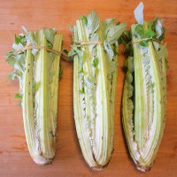 CARDO GIGANTE A FOGLIA INTERA