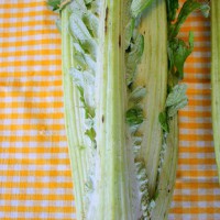 CARDO GIGANTE A FOGLIA INTERA