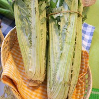 CARDO GIGANTE A FOGLIA INTERA