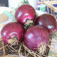 CIPOLLA ROSSA DI FIRENZE