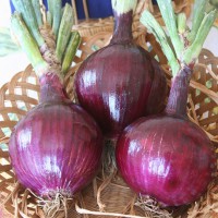 CIPOLLA ROSSA DI FIRENZE