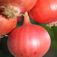 CIPOLLA ROSSA TONDA