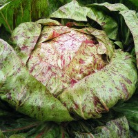 CICORIA VARIEGATA DI CASTELFRANCO