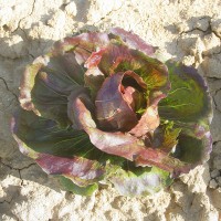 CICORIA VARIEGATA DI CHIOGGIA