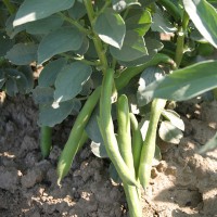 FAVA SUPERSIMONIA