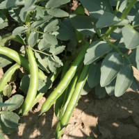 FAVA SMERALDA