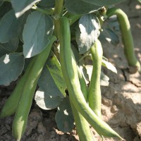 FAVA DELLE CASCINE