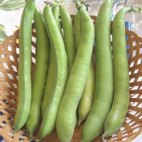 FAVA DI NOVOLI