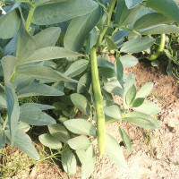 FAVA