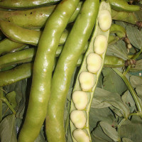 FAVA