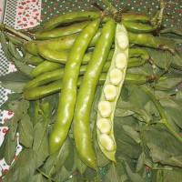 FAVA