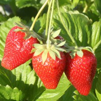 FRAGOLA 4 STAGIONI ELSINORE