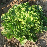 INDIVIA SCAROLA GIGANTE DEGLI ORTOLANI