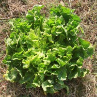 INDIVIA SCAROLA GIGANTE DEGLI ORTOLANI