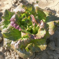 LATTUGA CANASTA VARIEGATA