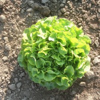 LATTUGA FOGLIA DI QUERCIA VERDE