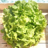 LATTUGA FOGLIA DI QUERCIA VERDE