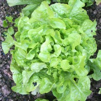 LATTUGA FOGLIA DI QUERCIA VERDE