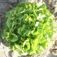 LATTUGA FOGLIA DI QUERCIA VERDE