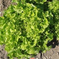 LATTUGA FOGLIA DI QUERCIA VERDE