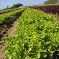 LATTUGA FOGLIA DI QUERCIA VERDE