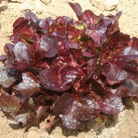 LATTUGA FOGLIA DI QUERCIA MONDAI