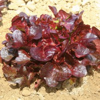 LATTUGA FOGLIA DI QUERCIA ROSNELLA