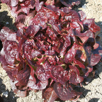 LATTUGA FOGLIA DI QUERCIA ROSSA