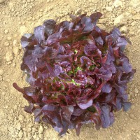 LATTUGA FOGLIA DI QUERCIA ROSSA