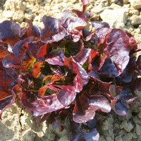 LATTUGA FOGLIA DI QUERCIA ROSSA