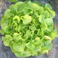 LATTUGA FOGLIA DI QUERCIA ELUARDE