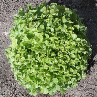 LATTUGA FOGLIA DI QUERCIA VERDE