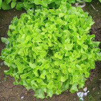 LATTUGA FOGLIA DI QUERCIA VERDE