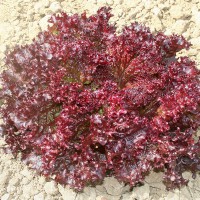 LATTUGA GENTILINA ROSSA TEIDE