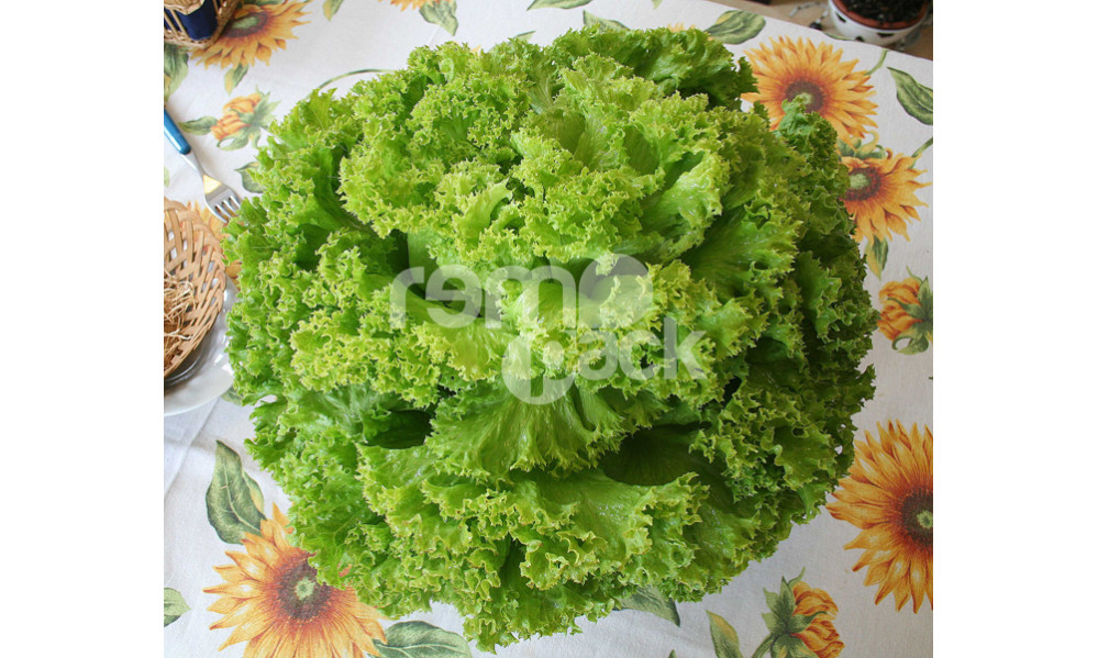 LATTUGA GENTILINA VERDE IMPULSION