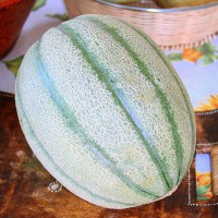 MELONE RETATO CONDOR F1